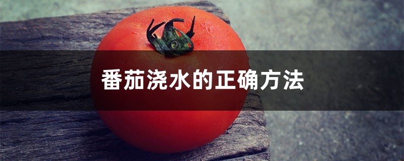 番茄浇水的正确方法，浇水什么时间最好
