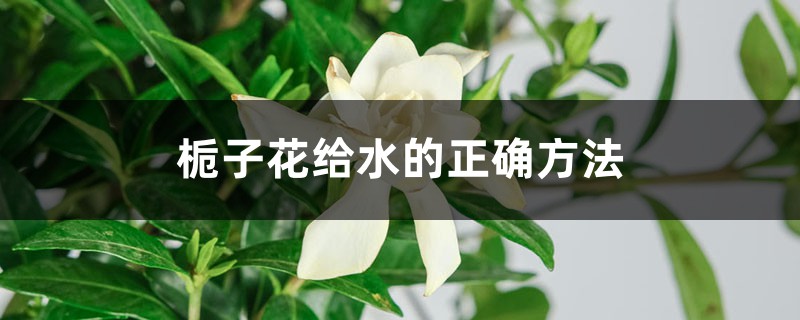 栀子花给水的正确方法，栀子花可以浇啤酒吗