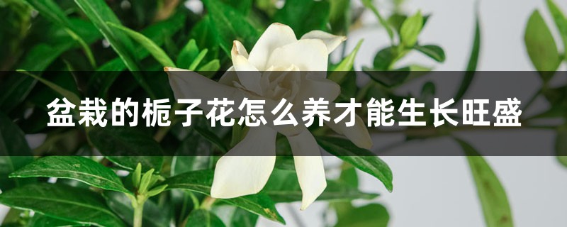 盆栽的栀子花怎么养才能生长旺盛，需要修剪吗