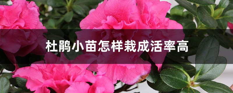 杜鹃小苗怎样栽成活率高，小苗间距为多少合适