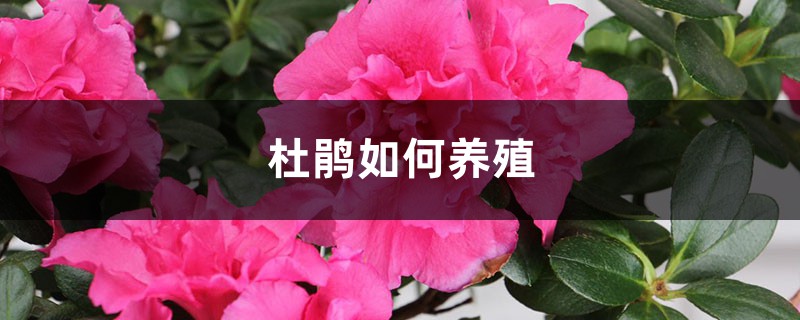 杜鹃如何养殖，叶子发黑怎么回事