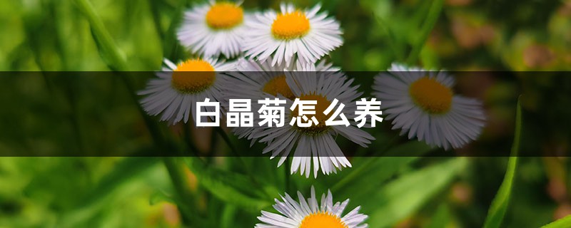 白晶菊怎么养