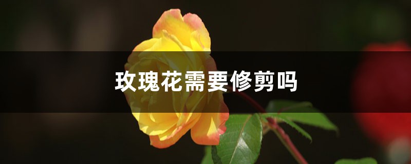 玫瑰花需要修剪吗，修剪方法图解