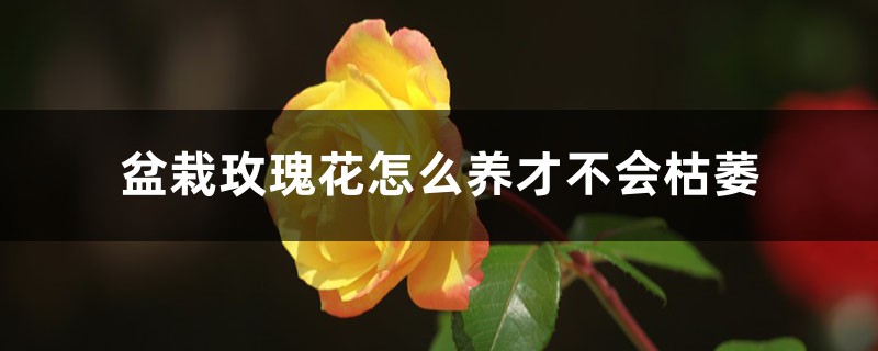 盆栽玫瑰花怎么养才不会枯萎，怕冷吗