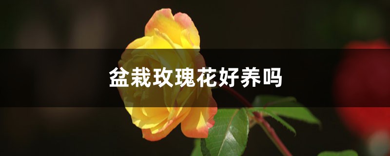 盆栽玫瑰花好养吗，如何护理