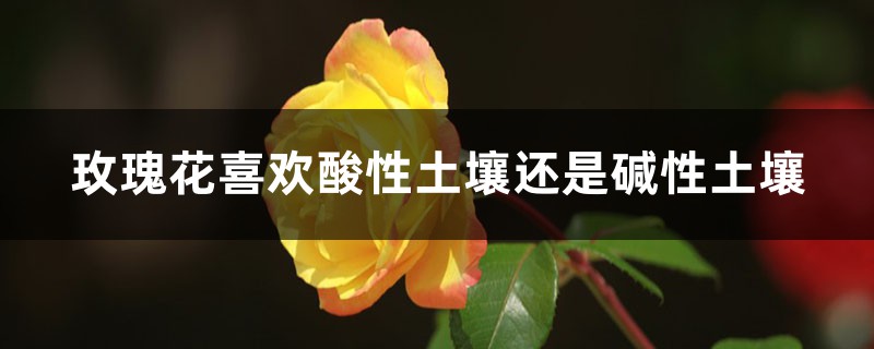 玫瑰花喜欢酸性土壤还是碱性土壤，土壤配置