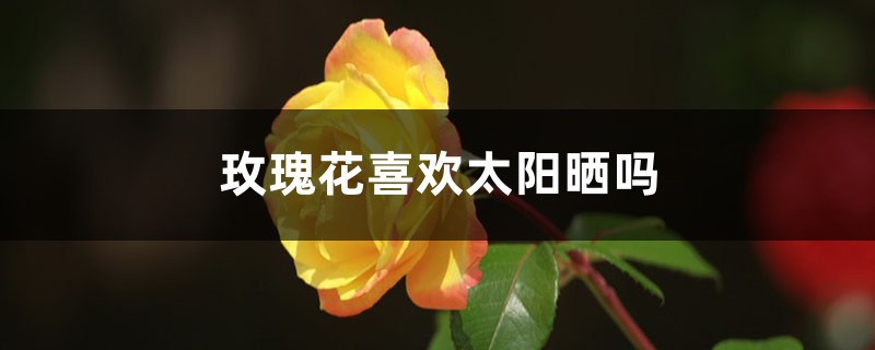 玫瑰花喜欢太阳晒吗，可以放在太阳下晒吗
