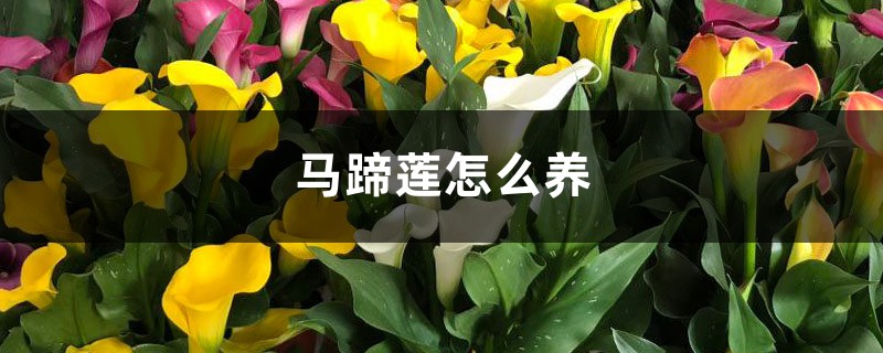 马蹄莲怎么养