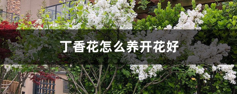 丁香花怎么养开花好，丁香花什么时候开花