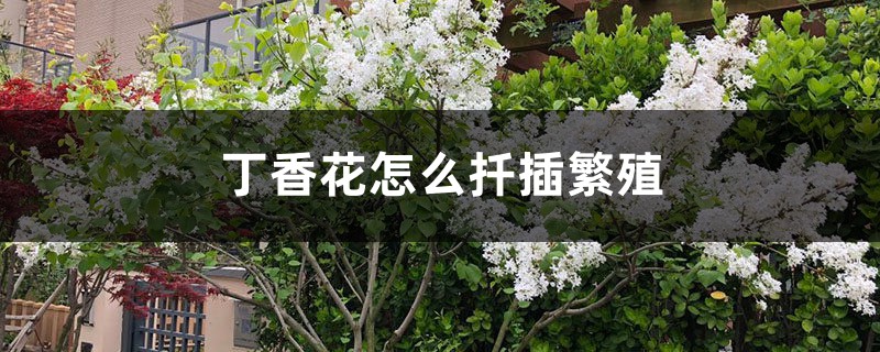 丁香花怎么扦插繁殖，丁香花扦插的时间