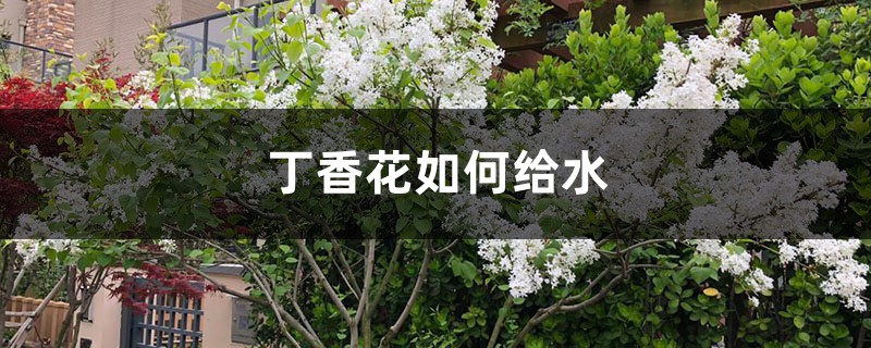 丁香花如何给水，丁香花根部积水怎么办