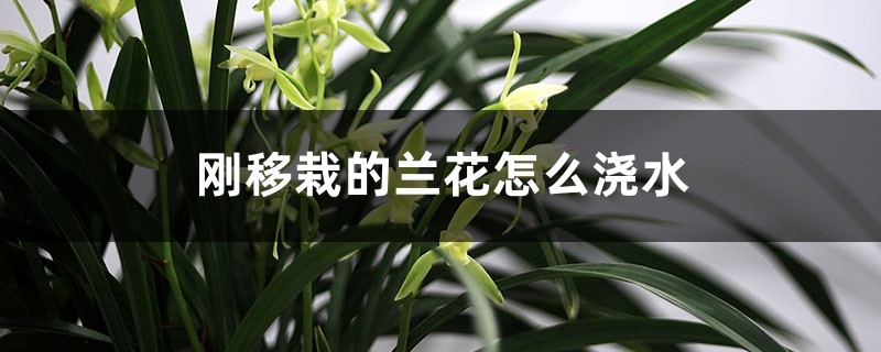 刚移栽的兰花怎么浇水