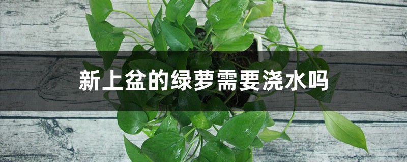 新上盆的绿萝需要浇水吗