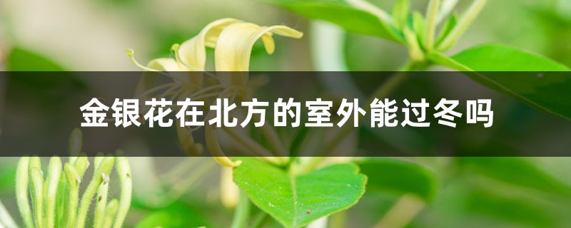 金银花在北方的室外能过冬吗，北方户外如何过冬