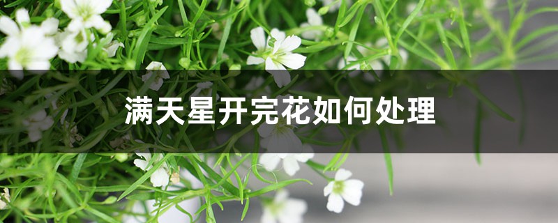 满天星开完花如何处理，枯了能剪掉吗