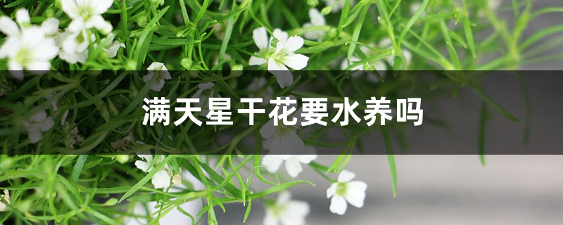 满天星干花要水养吗，水养能养多久