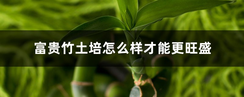 富贵竹土培怎么样才能更旺盛