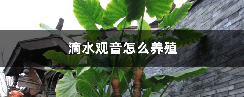 滴水观音怎么养殖