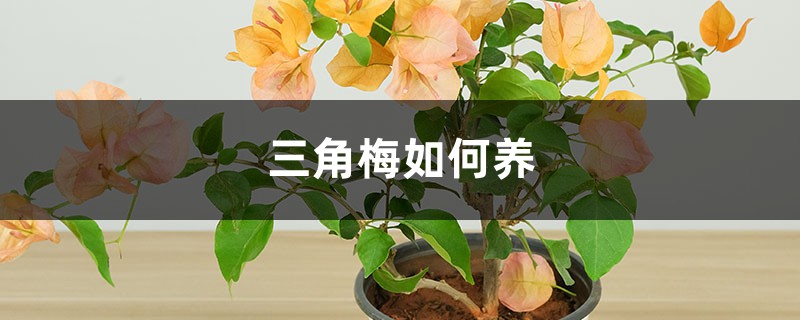 三角梅如何养