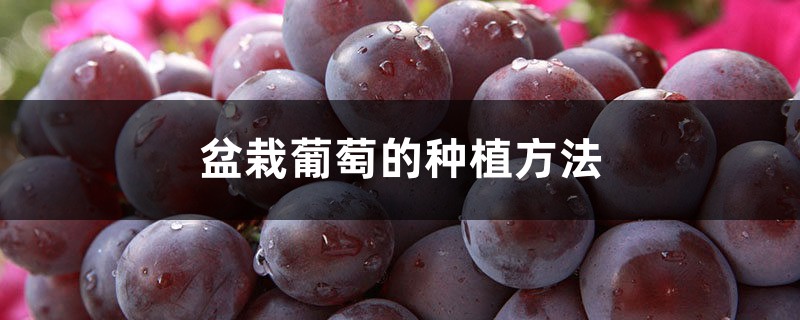 盆栽葡萄种植方法，种植技术与管理