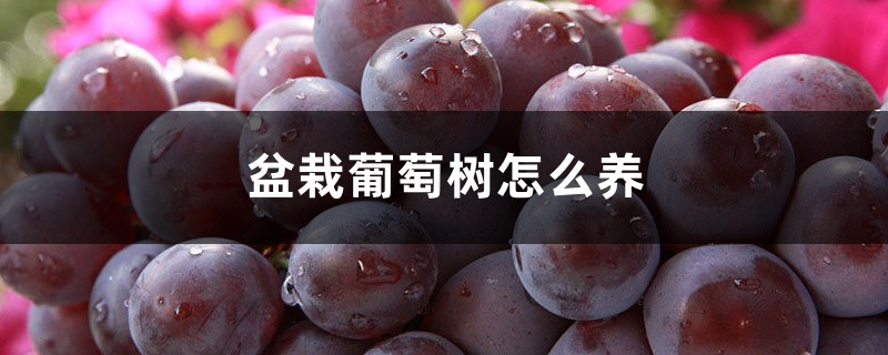 盆栽葡萄树怎么养，盆栽葡萄的养殖