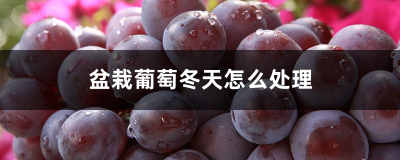 盆栽葡萄冬天怎么处理，怎么越冬
