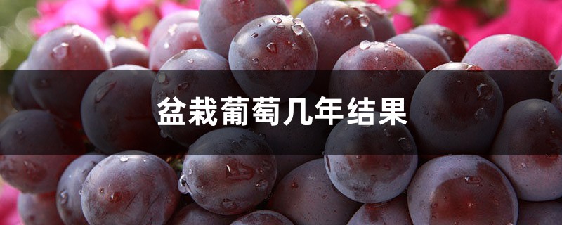 盆栽葡萄几年结果，不结果怎么办