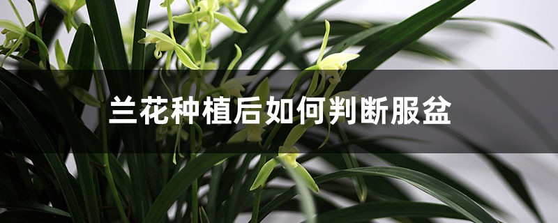 兰花种植后如何判断服盆，没服盆的兰花怎样浇水