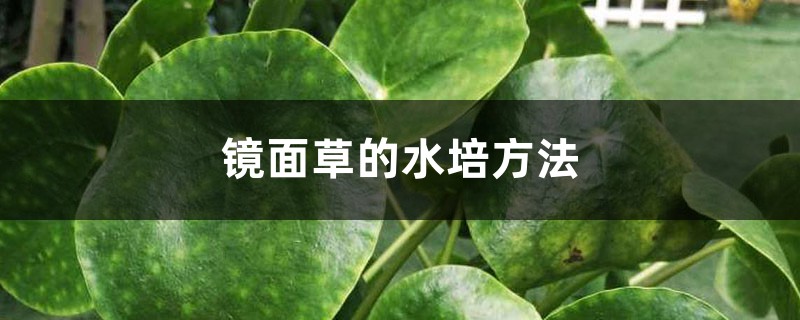 镜面草的水培方法