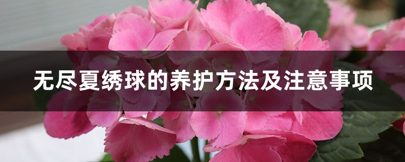 无尽夏绣球的养护方法及注意事项