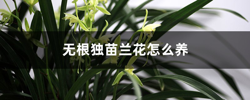 无根独苗兰花怎么养，需要深种吗