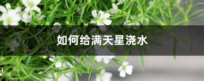 如何给满天星浇水，怎么施肥才能爆盆