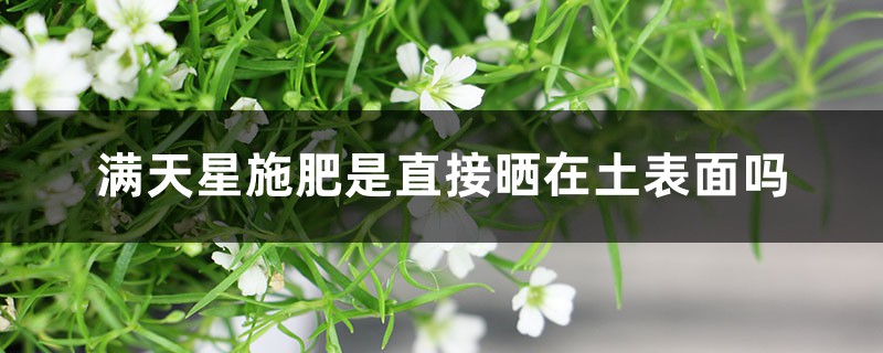 满天星施肥是直接晒在土表面吗，施肥黄叶怎么办