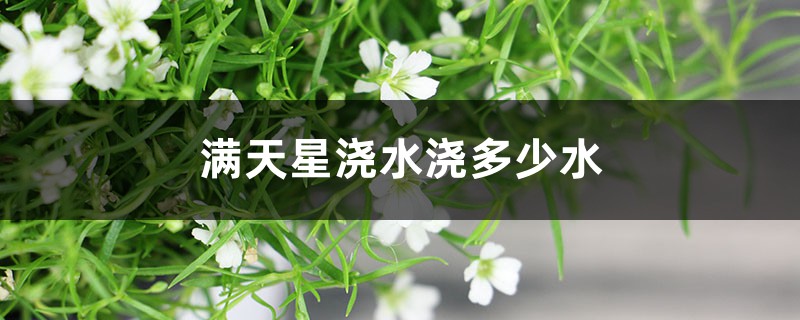 满天星浇水浇多少水，可以喷叶子吗