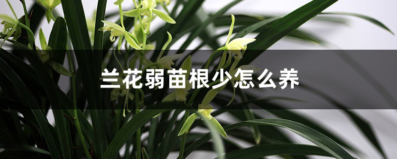 兰花弱苗根少怎么养，用什么植料好