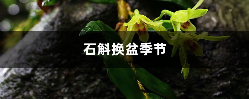 石斛换盆季节，换盆可以加底肥吗