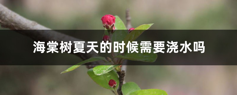 海棠树夏天的时候需要浇水吗，冬季几天浇一次水