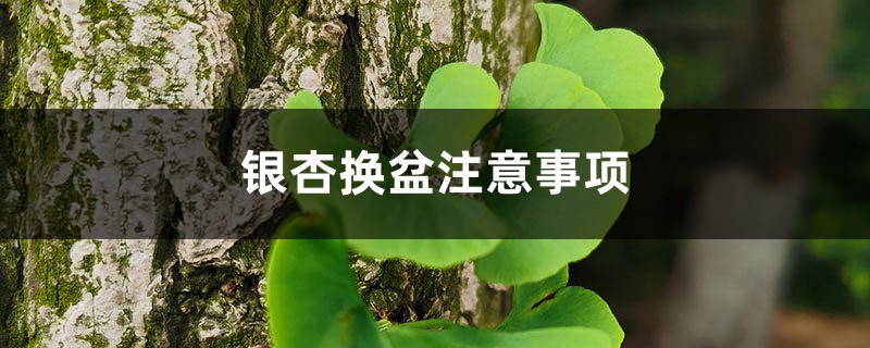 银杏换盆注意事项，银杏树什么时候换盆