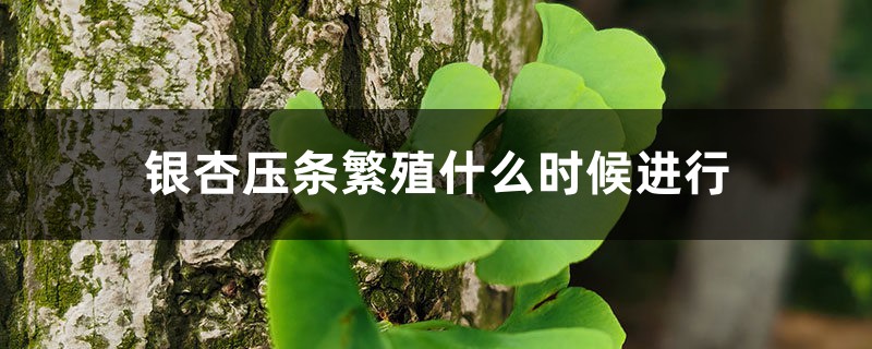 银杏压条繁殖什么时候进行，银杏高压繁殖