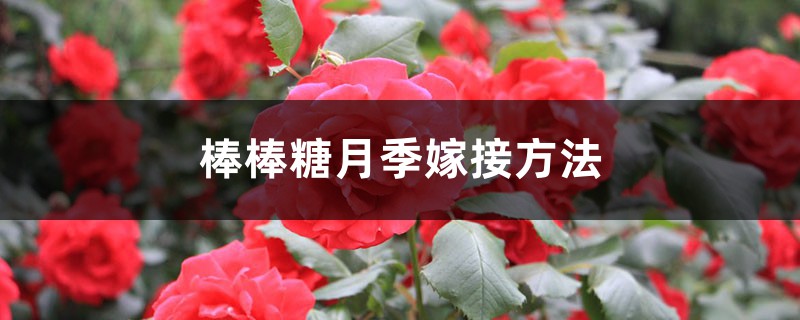 棒棒糖月季嫁接方法