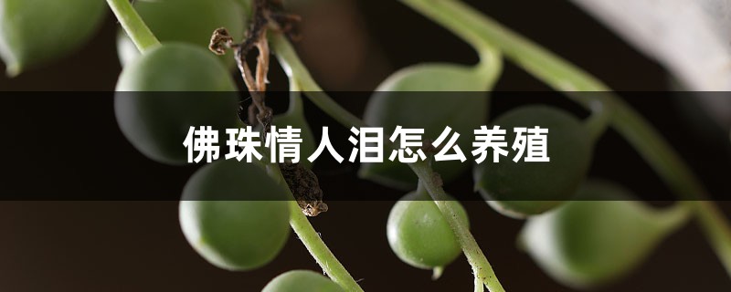 佛珠情人泪怎么养殖