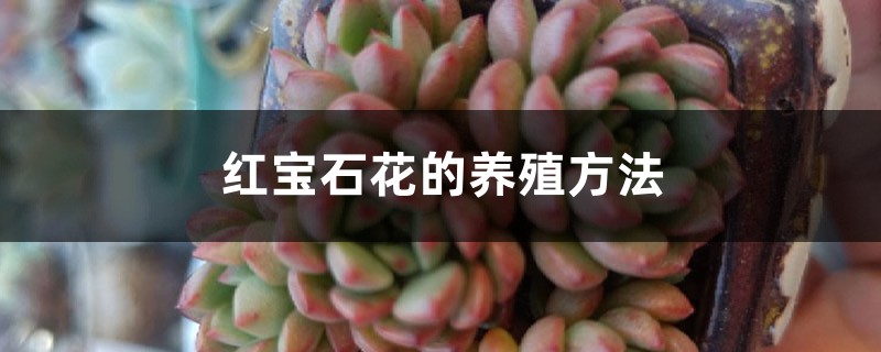 红宝石花的养殖方法