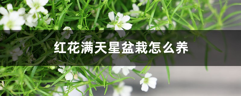 红花满天星盆栽怎么养