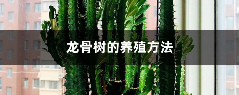 龙骨树的养殖方法