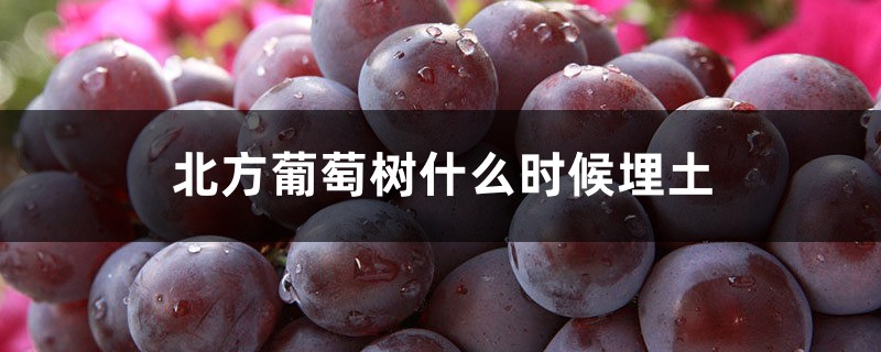 北方葡萄树什么时候埋土，怎样过冬