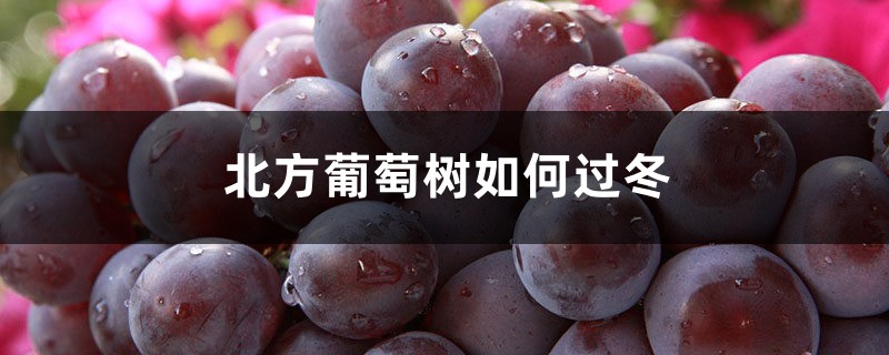 北方葡萄树如何过冬，如何防冻