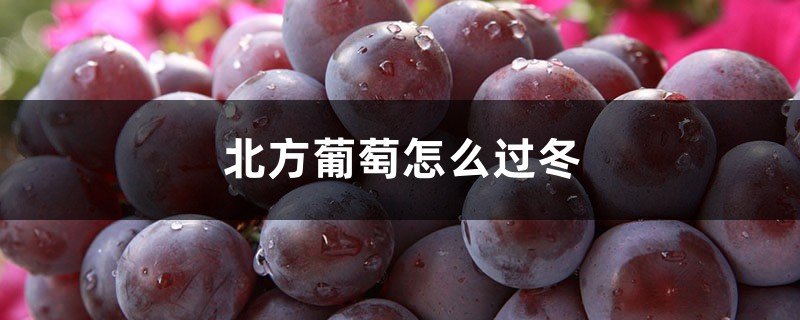 北方葡萄怎么过冬，必须埋土吗