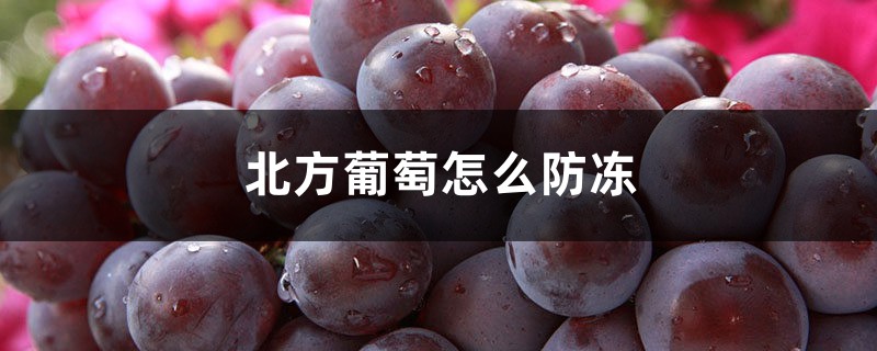北方葡萄怎么防冻，防冻怎么处理