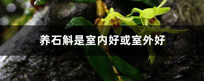 养石斛是室内好或室外好，秋冬季节怎么养护