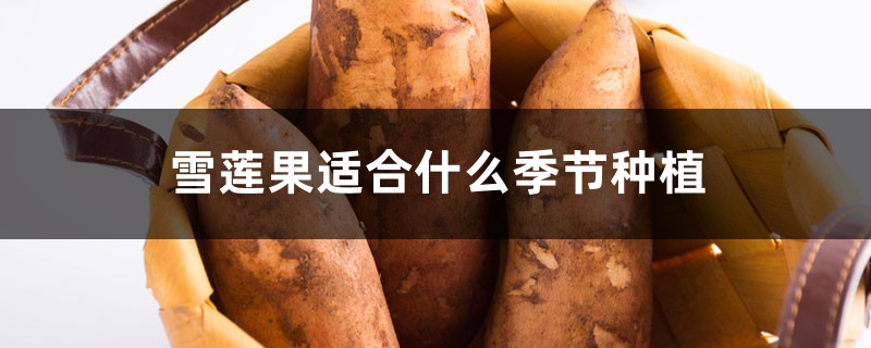 雪莲果适合什么季节种植，怎么种植育苗